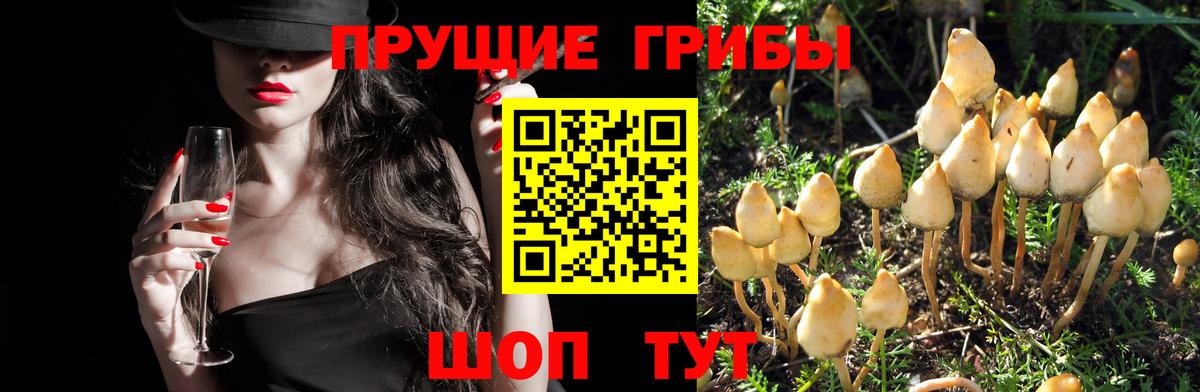 Псилоцибиновые грибы Psilocybine cubensis Кольчугино